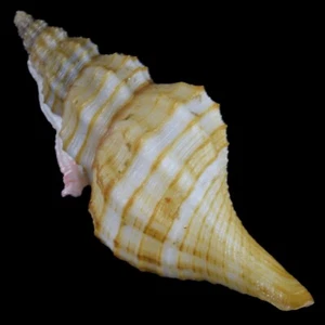 GRANULIFUSUS DONDANI (Aliguay Isl., Philippines) 39.3mm #47300 - Picture 1 of 4