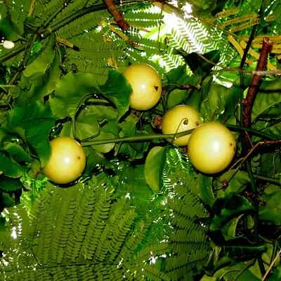 Sweet Granadilla Yellow Passion Fruit Seeds (Passiflora ligularis) Climber Vine - Image 1 of 4