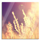 Herbes Dans Coucher de Soleil Photo Carré En Verre Véritable, avec Support Mural