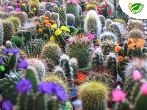 Cactus y Plantas Crasas ( 100 semillas ) seeds variado mezcla - Imagen 1 de 2