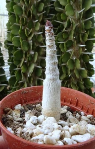 ADENIUM DHOFARENSE   caudex euphorbe jatropha dioscorea adenia succulente cactus - Picture 1 of 4