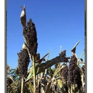 Black Sorghum (Milo) 150+ Seeds. Organic Super Grain. Free Shipping - Picture 1 of 2