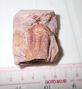 Fossil bräunlicher Trilobit Ductina vietnamica 30x19 mm 57,9 Gramm - Bild 1 von 5