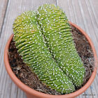 D87 ECHINOPSIS EYRIESII CRESTED pot 20 cm H 10 cm W 21,5 cm MaMa Cactus