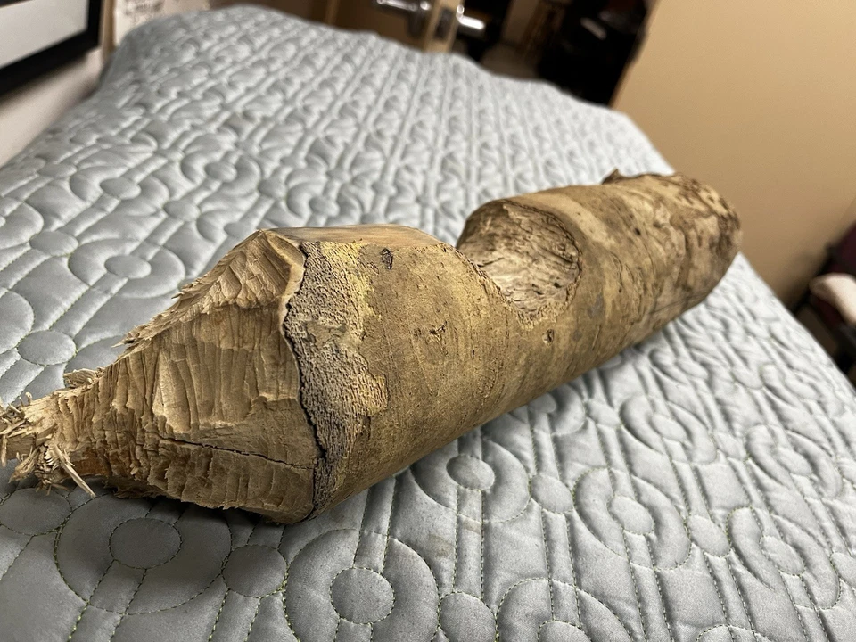 Outdoor Decore Log Chewed On By Beaver Taxidermy Habitat Base - Image 1 of 4