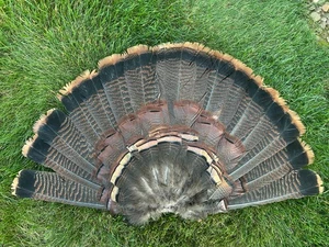 1 Eastern MATURE Gobbler Turkey Fan- Fly Tying, Crafts, Decoy, Pow Wow Fan - LG - Picture 1 of 6