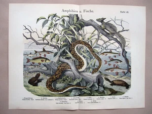 1868 HANSELMANN HC LITHOGRAPH rattlesnake, box tortoise, fish, basilisk, toad - Picture 1 of 2