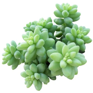 Donkey Tail Plant Sedum Burrito Succulent (2'' or 4'' or 6'') - Picture 1 of 20