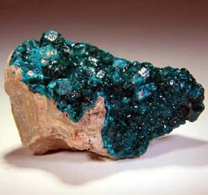 8.5 cm Superb, Bright, Emerald Green Dioptase Crystals on Matrix, Congo! DP305 - Picture 1 of 9