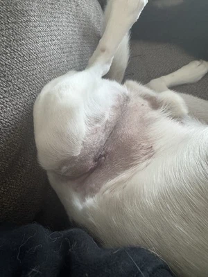 Madden 97 (Sega Genesis, 1996)  Complete  - Image 1 of 4