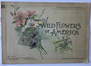 Wild Flowers of America 28 de agosto de 1894 Vol 16 - Imagen 1 de 1