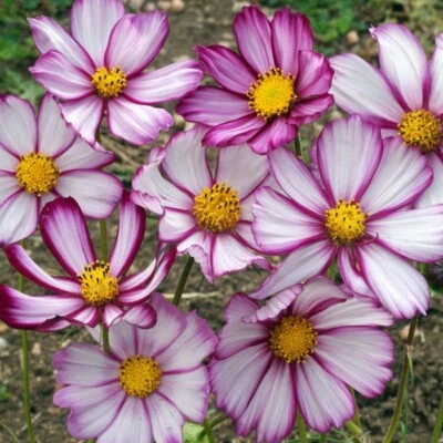 25 COSMOS 'Sensation Picotee' seed---Flower seeds--Plant seeds--Gardening--Seeds - Image 1 of 4