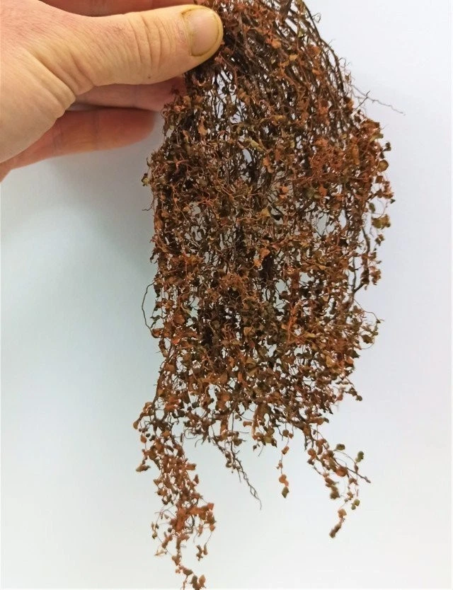 DIORAMAPRESEPE Professioneller Miniatur-Efeu für Diorama Herbst/Winter