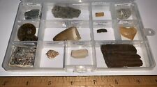 Labeled 12 Fossil Lot Fossil Collection TRICERATOPS BONE, HORSE TOOTH, ELRATHIA