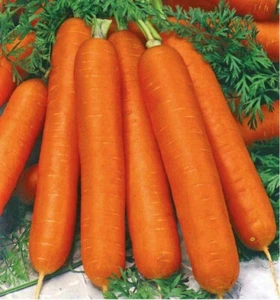1000 Graines - Carotte Nantaise 5 Améliorée - Semences Paysanne - BIO - Picture 1 of 1