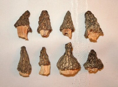Lot of 8 Real Dried Morel Mushrooms For Display Dioramas Educational - Image 1 of 3