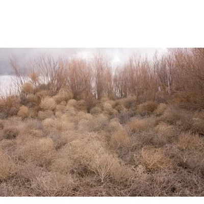 Tumbleweeds secas | Artesanía | Hágalo usted mismo | Carpintería | Tinder | Suroeste | Salvaje Oeste Foto 1 de 2