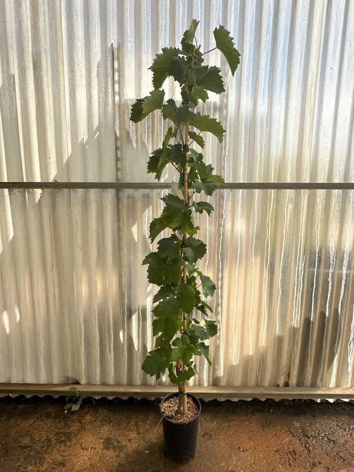Pianta di uva, vitis vinifera, in vaso. Varietà a scelta. Età 2 anni, 120-150cm - Immagine 1 di 4