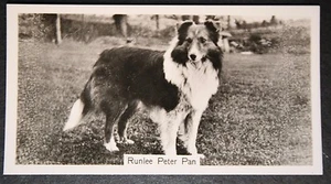 SHETLAND SHEEPDOG Vintage 1930's Show Champion Photo Card EE26M - Bild 1 von 2