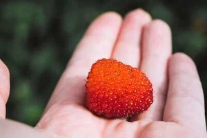 20 AUSTRALIAN RASPBERRY Queensland Atherton Rubus Probus Berry Fruit Shrub Seeds - Picture 1 of 6