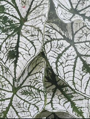 Caladium Candidum (1) Bulb - Image 1 of 2