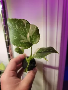Monstera Thai Constellation - Picture 1 of 1