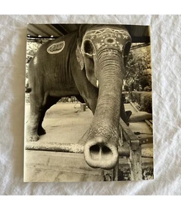 Elefante FOTOGRAFIA ORIGINALE JOHN M. POST Anthro Grafica FIRMATA timbrata - Foto 1 di 24