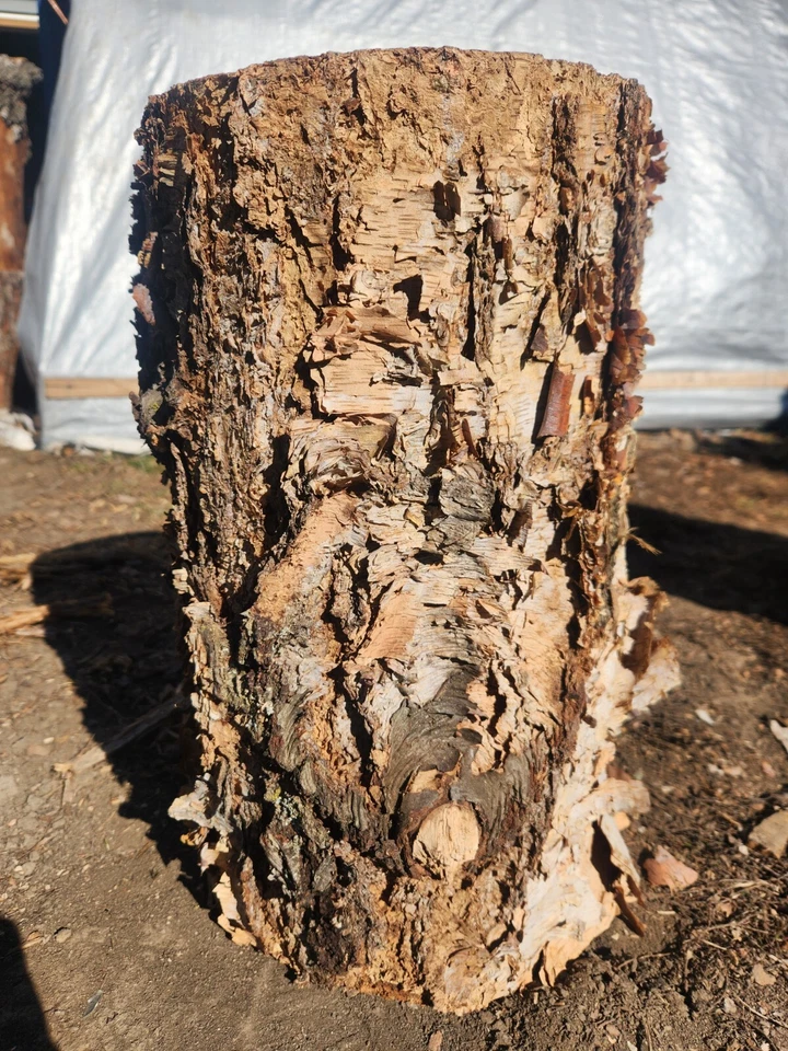 Birch Stump 8 1/2×9×15 1/2 - Image 1 of 2