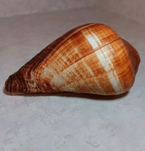 Melongena Conch Shell 6" Lots of Beautiful Texture Fit In Hand Some Damage  - Picture 1 of 13