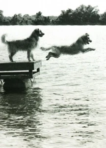 Funny Who Let The Dogs Out Jump In Lake Blank Greeting Card By Avanti - Picture 1 of 2