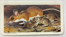 Animals and Their Young White Footed Mouse No 14 Red Rose Tea Card CC602