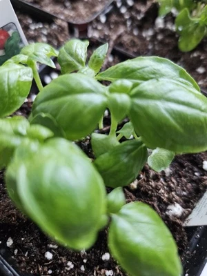 Live Basil Plant 4inch Container Live Basil - Image 1 of 4