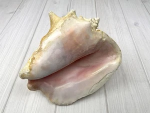 Pink Queen Conch Large 9" Natural Beach Seashell Nautical Ocean Decor - Picture 1 of 12