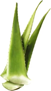 1 Fresh Aloe Vera Leaf Aloe savila Burn edible medicinal plant - ONE cutting - Picture 1 of 1