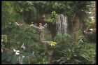 469010 Tropical Forest The Biodome Montreal Canada A4 Photo Print