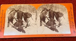 Stereoview Photo Men Riffles & Moose Hunting - Glory Enough for One Day 1899 - Picture 1 of 5
