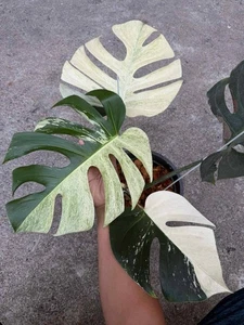 Monstera Mint Variegated Large Form Houseplants Indoor House Plant - Picture 1 of 6