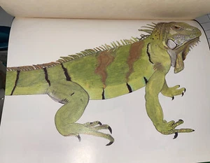 Iguanas: A Guide To Their Biology And Captive Care Written By Frye, Fredric L - Picture 1 of 8