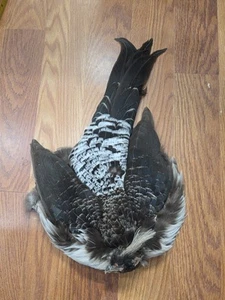 B7 Pen Raised White Crested Kaliji Pheasant Feathers Tail Body Pelt Skin - Picture 1 of 7