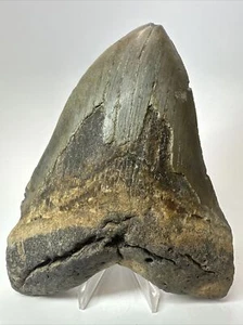 Megalodon Shark Tooth 6.00 inch - Authentic - Carolina Fossil - Huge 18074 - Picture 1 of 8