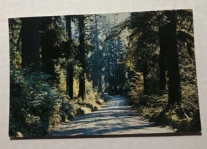 A Forest Highway, Western Washington. Postcard (S1) - Picture 1 of 2