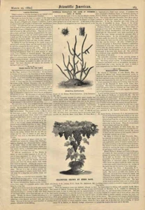 1882 Grape Vine Growing Grapes Pots Engraving Antique Scientific American - Foto 1 di 1