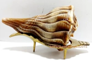 RARE TIGER 4.5" DAKSHINAWARTI SHRI LAKSHMI VALAMPURI SHANKH CONCH + BRASS STAND - Picture 1 of 4