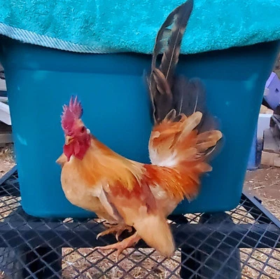 Huevos para incubar Micro Serama clase A. 6 + huevos Foto 1 de 4