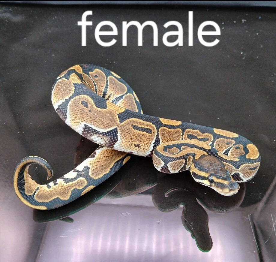 Het Lavender Albino Snake Female 4 Months Old . Don’t Have Room For Her Anymore  - Image 1 of 1