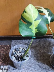 Monstera White Lava Ableger * Selten Plant - Bild 1 von 5