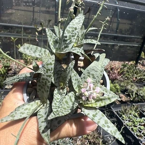 FROG PLANT - Picture 1 of 9