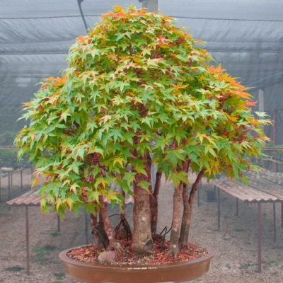 Acer elegantulum (Elegant Maple) 10 Tree Seeds | RARE Outdoor Bonsai Garden | UK - Image 1 of 4