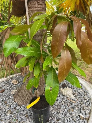 SUPER RARE CASTURI MANGO TREE GRAFTED (MANGIFERA INDICA) - Image 1 of 4