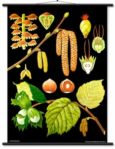 Carta Educativa Fiore Nocciola - Litografia Botanica Lino Backed PRONTA DA APPENDERE! - Foto 1 di 8